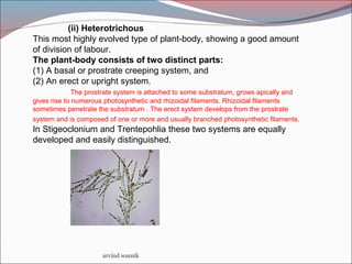 arvind wasnik
(ii) Heterotrichous
This most highly evolved type of plant-body, showing a good amount
of division of labour.
The plant-body consists of two distinct parts:
(1) A basal or prostrate creeping system, and
(2) An erect or upright system.
The prostrate system is attached to some substratum, grows apically and
gives rise to numerous photosynthetic and rhizoidal filaments. Rhizoidal filaments
sometimes penetrate the substratum . The erect system develops from the prostrate
system and is composed of one or more and usually branched photosynthetic filaments.
In Stigeoclonium and Trentepohlia these two systems are equally
developed and easily distinguished.
 