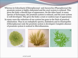 Whereas in Coleochaete (Chlorophyceae) and Ascocyclus (Phaeophyceae) the
prostrate system is highly elaborated and the erect system is reduced. This
gives the body a discoid type of appearance. On the other hand, in many
species of Ectocarpus, the prostrate system is reduced, and the erect system
is well developed. This gives the body a crust or cushion type of appearance.
In many cases the reduction of one system has gone to the limit of practical
elimination. Thus in an endophytic species, Endoderia and in Chaetopeltis
(Chlorophyceae) only the prostrate system is developed. Complete absence
of prostrate system is noticed in Microthamnion.
arvind wasnik
 