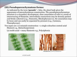 (iii) Pseudoparenchymatous forms:
As indicated by the term ‘pseudo’ = false, the plant body gives the
appearance of parenchymatous construction. The pseudoparenchymatous
structure is a secondary development, close association of cells is a result of
interweaving of filaments. Intercellular connections may be densely packed
and firmly coherent (e.g., Dumontia, Rhodophyceae) or, the association may
be loose and can easily be separated by pressure (e.g., Castanea,
Phaeophyceae).
Two types are: (1) uniaxial construction = a single colourless central axial
filament e.g., Batrachospermum
(2) multi-axial = many filaments e.g., Polysiphonia
arvind wasnik
 