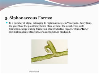 5. Siphonaceous Forms:
 In a number of algae, belonging to Siphonales e.g., in Vaucheria, Botrydium,
the growth of the plant body takes place without the usual cross-wall
formation except during formation of reproductive organs. Thus a ‘tube’-
like multinucleate structure, or a coenocyte, is produced.
arvind wasnik
 