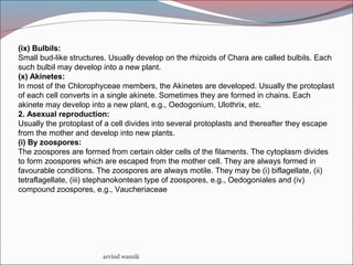 arvind wasnik
(ix) Bulbils:
Small bud-like structures. Usually develop on the rhizoids of Chara are called bulbils. Each
such bulbil may develop into a new plant.
(x) Akinetes:
In most of the Chlorophyceae members, the Akinetes are developed. Usually the protoplast
of each cell converts in a single akinete. Sometimes they are formed in chains. Each
akinete may develop into a new plant, e.g., Oedogonium, Ulothrix, etc.
2. Asexual reproduction:
Usually the protoplast of a cell divides into several protoplasts and thereafter they escape
from the mother and develop into new plants.
(i) By zoospores:
The zoospores are formed from certain older cells of the filaments. The cytoplasm divides
to form zoospores which are escaped from the mother cell. They are always formed in
favourable conditions. The zoospores are always motile. They may be (i) biflagellate, (ii)
tetraflagellate, (iii) stephanokontean type of zoospores, e.g., Oedogoniales and (iv)
compound zoospores, e.g., Vaucheriaceae
 