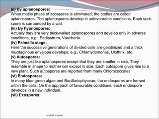 arvind wasnik
(ii) By aplanospores:
When motile phase of zoospores is eliminated, the bodies are called
aplanospores. The aplanospores develop in unfavourable conditions. Each such
spore is surrounded by a wall.
(iii) By hypnospores:
Actually they are very thick-walled aplanospores and develop only in adverse
conditions, e.g., Pediastrum, Vaucheria.
(iv) Palmella stage:
Here the successive generations of divided cells are gelatinized and a thick
mucilaginous envelope develops, e.g., Chlamydomonas, Ulothrix, etc.
(v) Autospores:
They are just like aplanospores except that they are smaller in size. They
resemble in shape to mother cell except in size. Each autospore gives rise to a
new plant. Such autospores are reported from many Chlorococcales.
(vi) Endospores:
In many blue green algae and Bacillariophyceae, the endospores are formed
within the cells. On the approach of favourable conditions, each endospore
develops in a new individual.
(vii) Exospores:
 