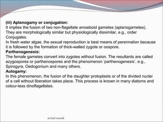arvind wasnik
(iii) Aplanogamy or conjugation:
It implies the fusion of two non-flagellate amoeboid gametes (aplanogametes).
They are morphologically similar but physiologically dissimilar, e.g., order
Conjugales.
In fresh water algae, the sexual reproduction is best means of perennation because
it is followed by the formation of thick-walled zygote or oospore.
Parthenogenesis:
The female gametes convert into zygotes without fusion. The resultants are called
azygospores or parthenospores and the phenomenon ‘parthenogenesis’, e.g.,
Spirogyra, Oedogonium and many others.
Autogamy:
In this phenomenon, the fusion of the daughter protoplasts or of the divided nuclei
of a cell without liberation takes place. This process is known in many diatoms and
colour-less dinoflagellates.
 