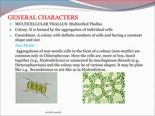 GENERAL CHARACTERS
B. MULTICELLULAR THALLUS: Multicelled Thallus
1. Colony: It is formed by the aggregation of individual ...