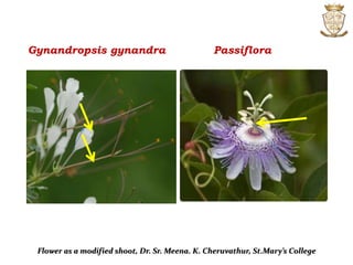 Gynandropsis gynandra Passiflora
Flower as a modified shoot, Dr. Sr. Meena. K. Cheruvathur, St.Mary’s College
 