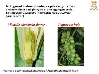 Flower as a modified shoot,Dr.Sr.Meena.K.Cheruvathur,St.Mary’s College
b. Region of thalamus bearing carpels elongates like an
ordinary shoot and giving rise to an aggregate fruit.
Eg: Michelia chambaka (Magnoliaceae), Polialthia
(Annonaceae).
Michelia chambaka-flower Aggregate fruit
 