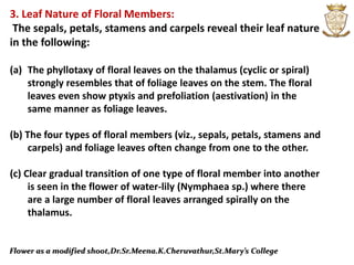 Flower as a modified shoot,Dr.Sr.Meena.K.Cheruvathur,St.Mary’s College
3. Leaf Nature of Floral Members:
The sepals, petals, stamens and carpels reveal their leaf nature
in the following:
(a) The phyllotaxy of floral leaves on the thalamus (cyclic or spiral)
strongly resembles that of foliage leaves on the stem. The floral
leaves even show ptyxis and prefoliation (aestivation) in the
same manner as foliage leaves.
(b) The four types of floral members (viz., sepals, petals, stamens and
carpels) and foliage leaves often change from one to the other.
(c) Clear gradual transition of one type of floral member into another
is seen in the flower of water-lily (Nymphaea sp.) where there
are a large number of floral leaves arranged spirally on the
thalamus.
 