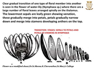 Flower as a modified shoot,Dr.Sr.Meena.K.Cheruvathur,St.Mary’s College
TRANSITION STAGES: SEPALS TO PETALS AND
PETALS TO STAMENS IN NYMPHAEA
Clear gradual transition of one type of floral member into another
is seen in the flower of water-lily (Nymphaea sp.) where there are a
large number of floral leaves arranged spirally on the thalamus.
The lowermost sepals are leafy green showing venation,
these gradually merge into petals, petals gradually narrow
down and merge into stamens developing anthers on the top.
 
