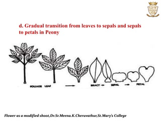 Flower as a modified shoot,Dr.Sr.Meena.K.Cheruvathur,St.Mary’s College
d. Gradual transition from leaves to sepals and sepals
to petals in Peony
 