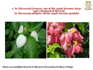 Flower as a modified shoot,Dr.Sr.Meena.K.Cheruvathur,St.Mary’s College
e. In Mussaenda frontosa, one of the sepals becomes large
and veinsmarked like leaf.
In Mussaenda philipica all the sepals become petaloid
 