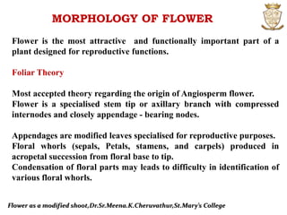 Flower as a modified shoot,Dr.Sr.Meena.K.Cheruvathur,St.Mary’s College
MORPHOLOGY OF FLOWER
Flower is the most attractive and functionally important part of a
plant designed for reproductive functions.
Foliar Theory
Most accepted theory regarding the origin of Angiosperm flower.
Flower is a specialised stem tip or axillary branch with compressed
internodes and closely appendage - bearing nodes.
Appendages are modified leaves specialised for reproductive purposes.
Floral whorls (sepals, Petals, stamens, and carpels) produced in
acropetal succession from floral base to tip.
Condensation of floral parts may leads to difficulty in identification of
various floral whorls.
 
