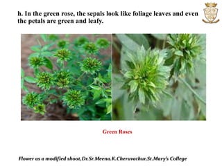 h. In the green rose, the sepals look like foliage leaves and even
the petals are green and leafy.
Flower as a modified shoot,Dr.Sr.Meena.K.Cheruvathur,St.Mary’s College
Green Roses
 