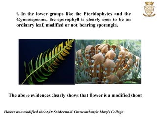 Flower as a modified shoot,Dr.Sr.Meena.K.Cheruvathur,St.Mary’s College
i. In the lower groups like the Pteridophytes and the
Gymnosperms, the sporophyll is clearly seen to be an
ordinary leaf, modified or not, bearing sporangia.
The above evidences clearly shows that flower is a modified shoot
 