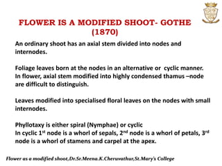 Flower as a modified shoot,Dr.Sr.Meena.K.Cheruvathur,St.Mary’s College
FLOWER IS A MODIFIED SHOOT- GOTHE
(1870)
An ordinary shoot has an axial stem divided into nodes and
internodes.
Foliage leaves born at the nodes in an alternative or cyclic manner.
In flower, axial stem modified into highly condensed thamus –node
are difficult to distinguish.
Leaves modified into specialised floral leaves on the nodes with small
internodes.
Phyllotaxy is either spiral (Nymphae) or cyclic
In cyclic 1st node is a whorl of sepals, 2nd node is a whorl of petals, 3rd
node is a whorl of stamens and carpel at the apex.
 
