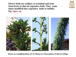 Flower buds are axillary or terminal and arise
from bract as that of vegetative buds. They some
times modified into vegetative buds or bulbils.
Eg: Agave sp.
Flower as a modified shoot, Dr. Sr. Meena. K. Cheruvathur, St.Mary’s College
 