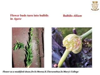Flower buds turn into bulbils
in Agave
Bulbils-Allium
Flower as a modified shoot,Dr.Sr.Meena.K.Cheruvathur,St.Mary’s College
 
