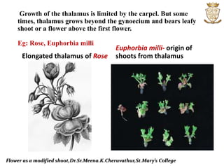 Growth of the thalamus is limited by the carpel. But some
times, thalamus grows beyond the gynoecium and bears leafy
shoot or a flower above the first flower.
Eg: Rose, Euphorbia milli
Elongated thalamus of Rose
Euphorbia milli- origin of
shoots from thalamus
Flower as a modified shoot,Dr.Sr.Meena.K.Cheruvathur,St.Mary’s College
 