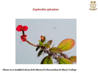 Flower as a modified shoot,DrSr.Meena.K.Cheruvathur,St.Mary’s College
Euphorbia splendens
 