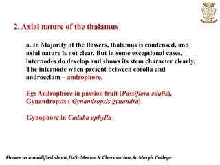 Flower as a modified shoot,DrSr.Meena.K.Cheruvathur,St.Mary’s College
2. Axial nature of the thalamus
a. In Majority of the flowers, thalamus is condensed, and
axial nature is not clear. But in some exceptional cases,
internodes do develop and shows its stem character clearly.
The internode when present between corolla and
androecium – androphore.
Eg: Androphore in passion fruit (Passiflora edulis),
Gynandropsis ( Gynandropsis gynandra)
Gynophore in Cadaba aphylla
 