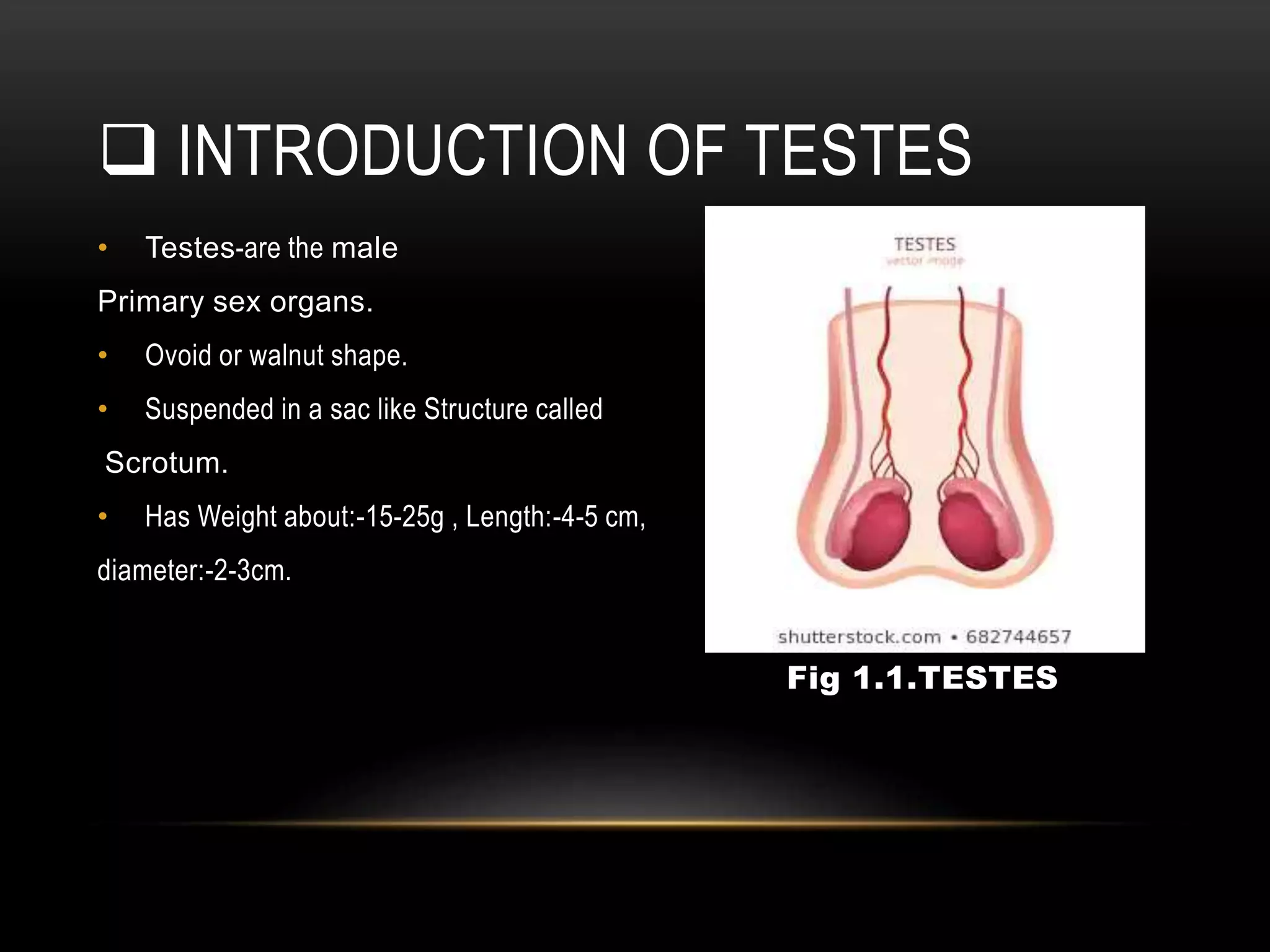 Endocrine Gland(TESTIS) | PPTX