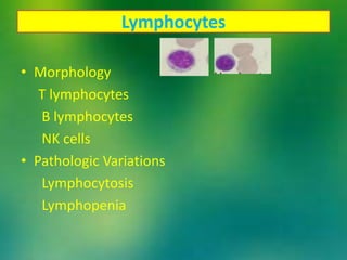 Lymphocytes
• Morphology
T lymphocytes
B lymphocytes
NK cells
• Pathologic Variations
Lymphocytosis
Lymphopenia
 
