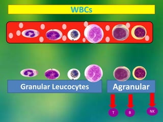 WBCs
Granular Leucocytes Agranular
T NKB
 