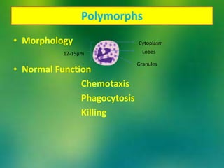 Polymorphs
• Morphology
• Normal Function
Chemotaxis
Phagocytosis
Killing
Lobes
Cytoplasm
Granules
12-15μm
 