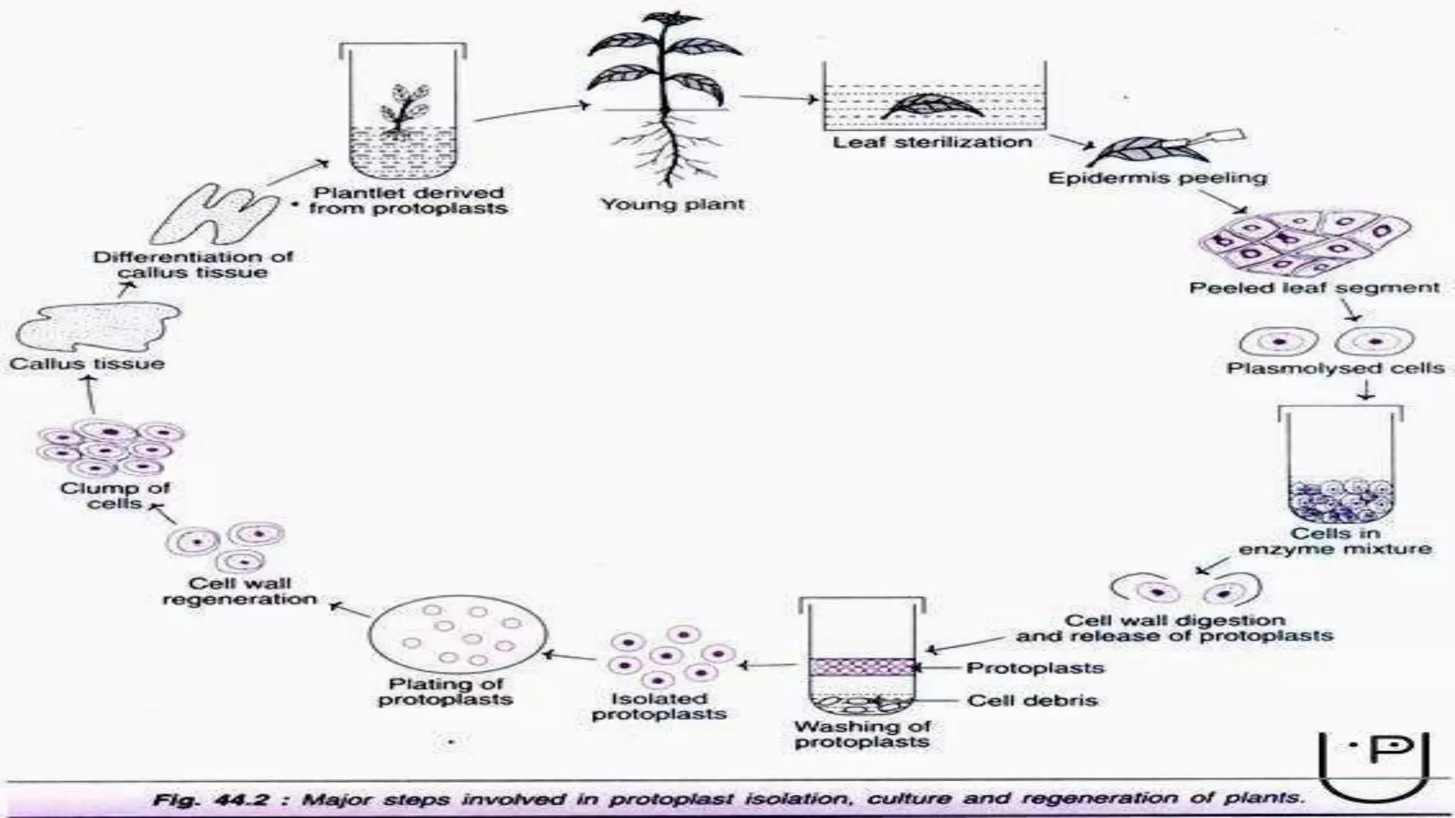 Plant tissue culture techniques | PPTX