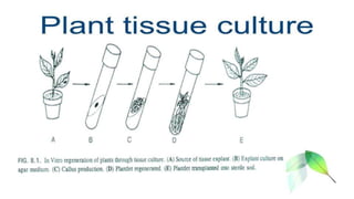 Plant tissue culture techniques | PPTX