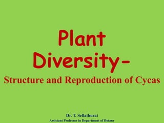 Plant
Diversity-
Structure and Reproduction of Cycas
Dr. T. Sellathurai
Assistant Professor in Department of Botany
 