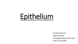 Epithelium
Dr. Maria Shahzad
Dept: Anatomy
Histology practical online class
Date:4th may 2020
 