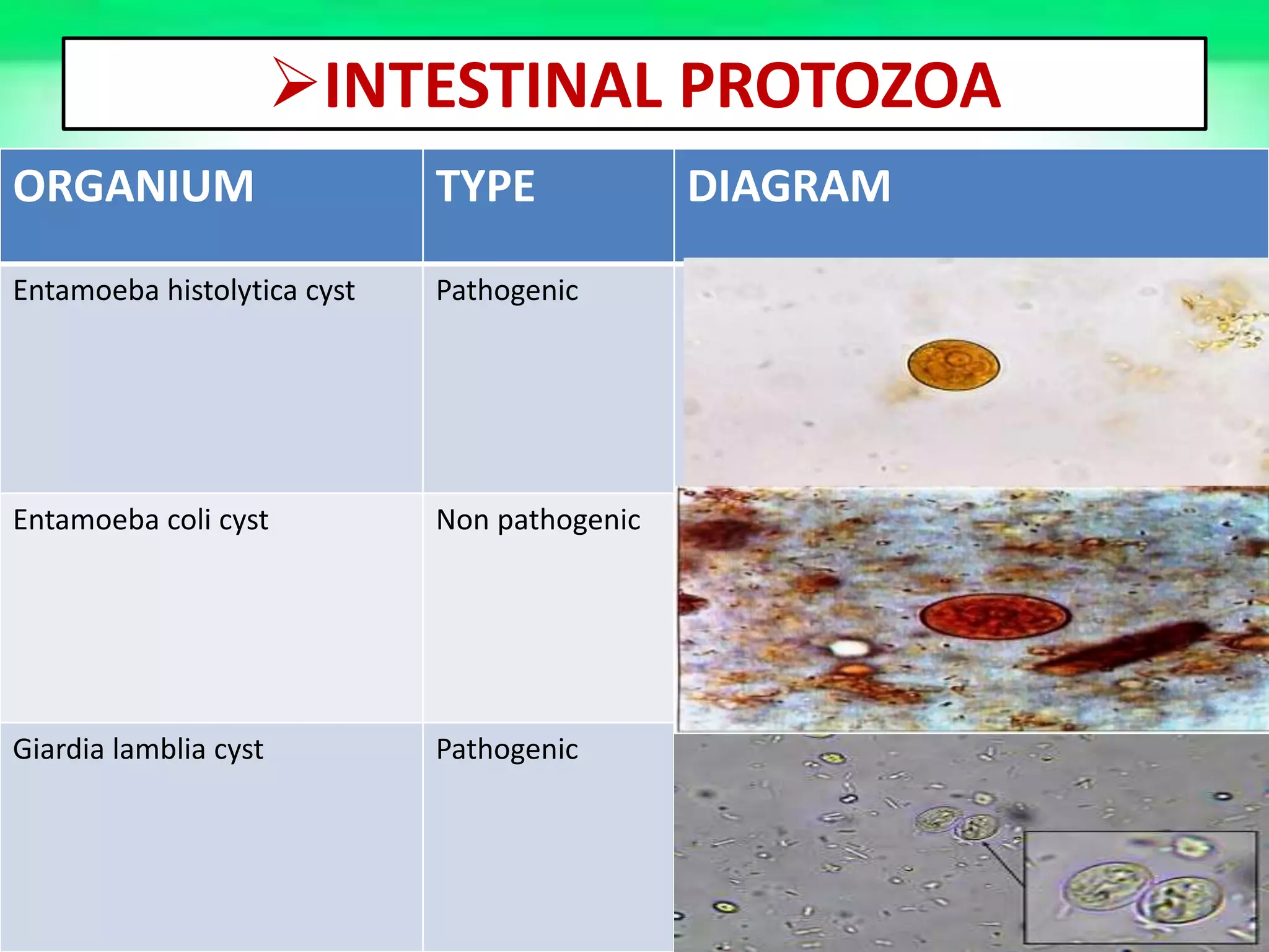 Stool Examination for Routine Practice | PPTX