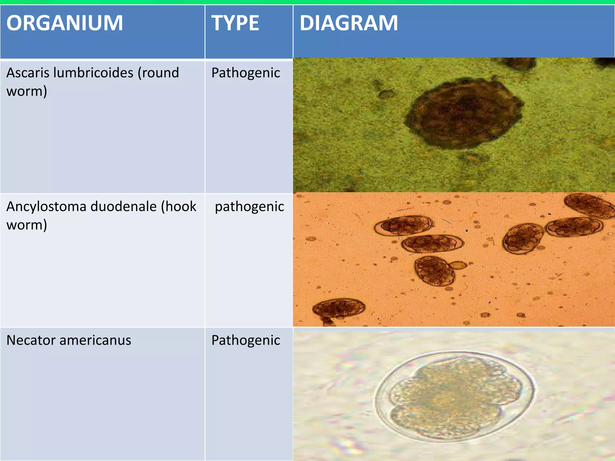 Stool Examination for Routine Practice | PPTX