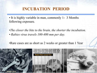 INCUBATION PERIOD
• It is highly variable in man, commonly 1- 3 Months
following exposure.
•The closer the bite to the brain, the shorter the incubation.
• Rabies virus travels 100-400 mm per day.
•Rare cases are as short as 2 weeks or greater than 1 Year
10
 