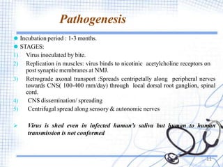 Pathogenesis
⚫ Incubation period : 1-3 months.
⚫ STAGES:
1) Virus inoculated by bite.
2) Replication in muscles: virus binds to nicotinic acetylcholine receptors on
post synaptic membranes at NMJ.
3) Retrograde axonal transport :Spreads centripetally along peripheral nerves
towards CNS( 100-400 mm/day) through local dorsal root ganglion, spinal
cord.
4) CNS dissemination/ spreading
5) Centrifugal spread along sensory & autonomic nerves
 Virus is shed even in infected human’s saliva but human to human
transmission is not conformed
11
 