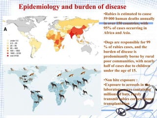 •Rabies is estimated to cause
59 000 human deaths annually
in over 150 countries, with
95% of cases occurring in
Africa and Asia.
•Dogs are responsible for 99
% of rabies cases, and the
burden of disease is
predominantly borne by rural
poor communities, with nearly
half of cases due to children
under the age of 15.
•Non bite exposure :
•Exposure to aerosols in the
laboratory, caves containing
millions of bats, rarely
transmit rabies corneal tissue
transplantation
Epidemiology and burden of disease
 