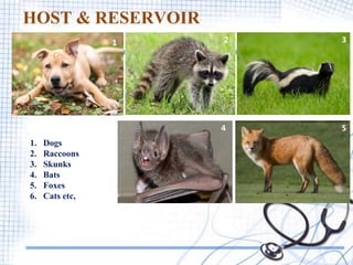 HOST & RESERVOIR
1. Dogs
2. Raccoons
3. Skunks
4. Bats
5. Foxes
6. Cats etc,
1 2 3
4 5
 