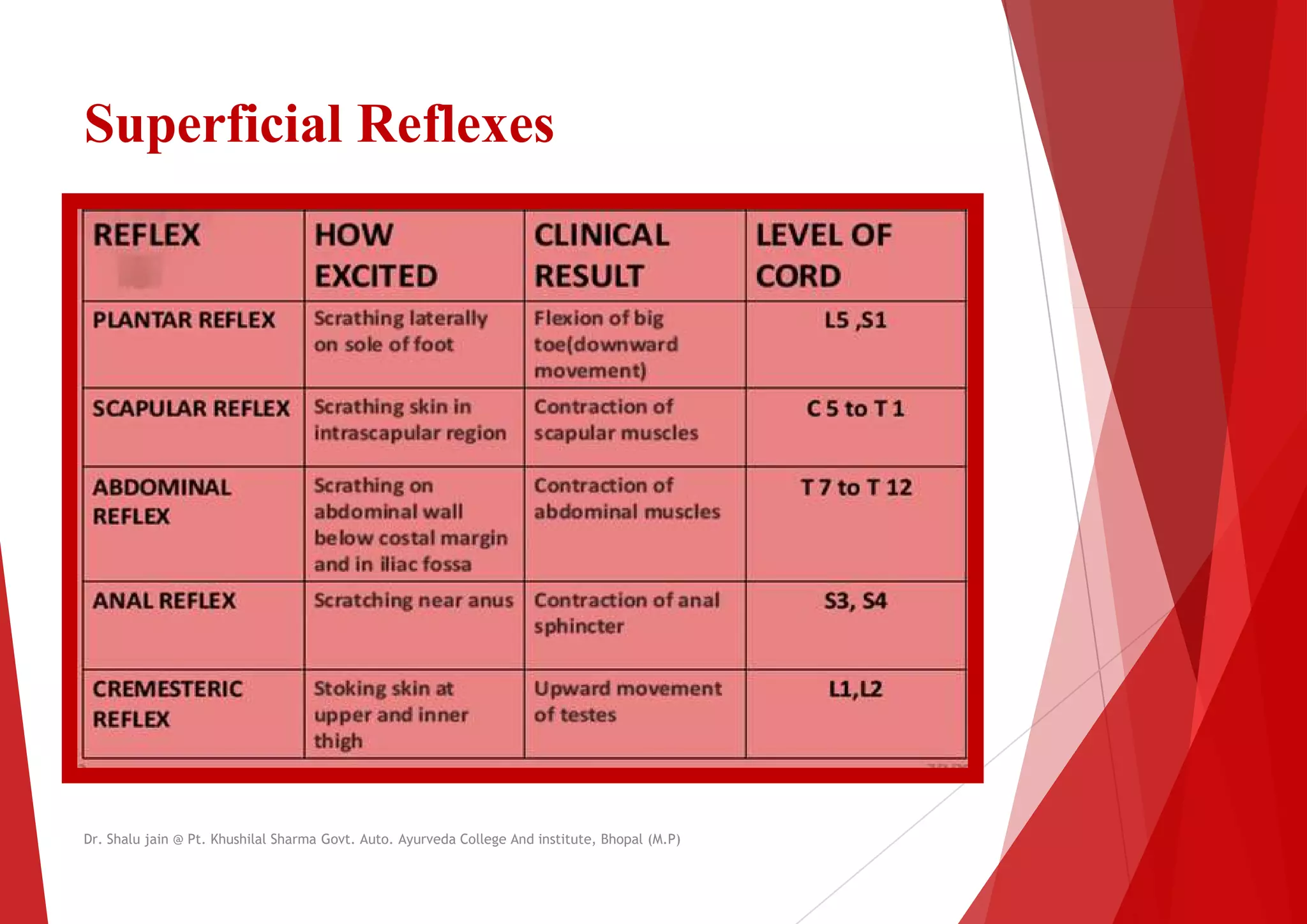 Superficial Reflexes
Dr. Shalu jain @ Pt. Khushilal Sharma Govt. Auto. Ayurveda College And institute, Bhopal (M.P)
Dr. Shalu jain @ Pt. Khushilal Sharma Govt. Auto. Ayurveda College And institute, Bhopal (M.P)
 