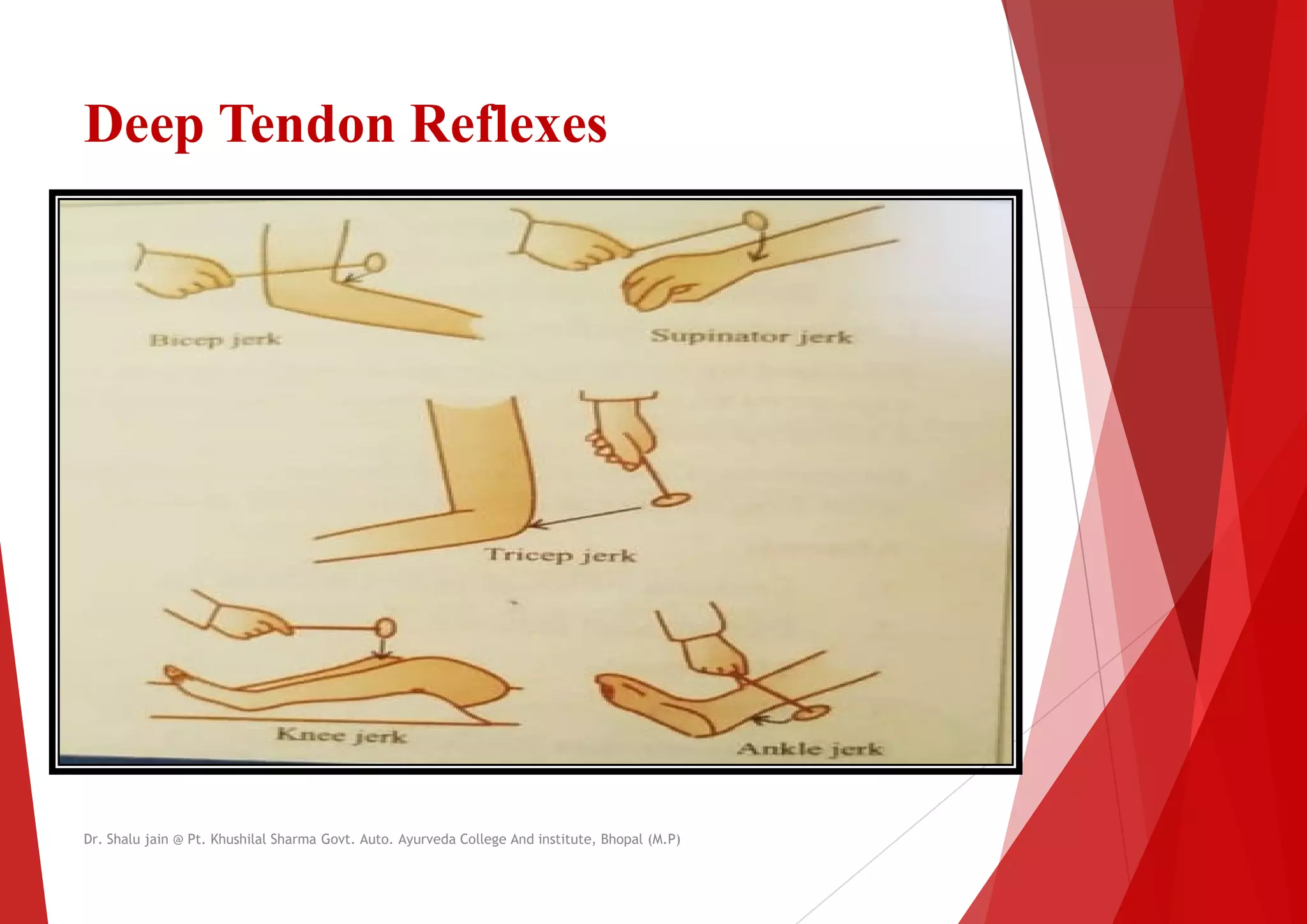 Deep Tendon Reflexes
Dr. Shalu jain @ Pt. Khushilal Sharma Govt. Auto. Ayurveda College And institute, Bhopal (M.P)
Dr. Shalu jain @ Pt. Khushilal Sharma Govt. Auto. Ayurveda College And institute, Bhopal (M.P)
 