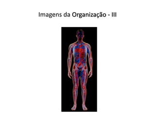 Imagens da Organização - III
 