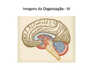Imagens da Organização - IV
 