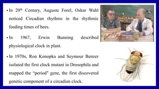 • In 20th Century, Auguste Forel, Oskar Wahl
noticed Circadian rhythms in the rhythmic
feeding times of bees.
• In 1967, Erwin Bunning described
physiological clock in plant.
• In 1970s, Ron Konopka and Seymour Benzer
isolated the first clock mutant in Drosophila and
mapped the “period" gene, the first discovered
genetic component of a circadian clock.
 