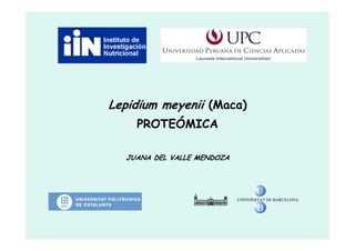 Lepidium meyenii (Maca)
PROTEÓMICA
PROTEÓMICA
JUANA DEL VALLE MENDOZA
UNIVERSITAT DE BARCELONA
 