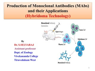 Production of Monoclonal Antibodies (MAbs)
and their Applications
(Hybridoma Technology)
By
Dr. S.SELVARAJ
Assistant professor
Dept. of Zoology
Vivekananda College
Tiruvedakam West
1
 