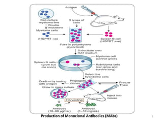 Monoclonal Antibodies and their applications | PPTX