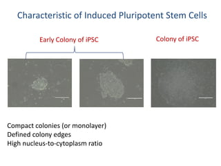 Ipscs Colonies Example Dr. Ita Margaretha Nainggolan - Stem Cell Research and its Development ...