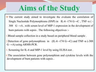 Aims of the Study
 The current study aimed to investigate the evaluate the correlation of
Single Nucleotide Polymorphisms (SNP) in IL-6 -174 G→C , TNF–α ( -
308 G →A , with serum level of MIP-1 expression in the development of
burn patients with sepsis . The following objectives :-
1.Blood sample collection in a study based on peripheral blood sample .
2.Detection of gene polymorphism in (IL-6 -174 G→C) and TNF–α (-308
G →A) using ARMS-PCR.
3. Screening for IL-6 and MIP-1 level by using ELISA test .
4.The association between gene polymorphism and cytokine levels with the
development of burn patients with sepsis .
 