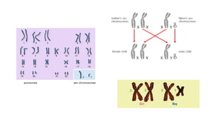 dr.archana_rani_chromosomes.pdf