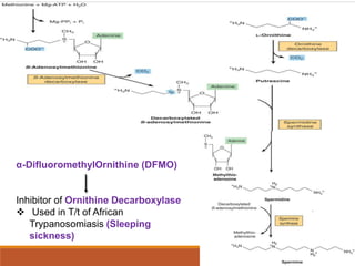 Dr. manoj Conversion of Amino Acids into Specialised Products.pptx