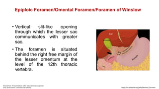 Epiploic Foramen/Omental Foramen/Foramen of Winslow
• Vertical slit-like opening
through which the lesser sac
communicates with greater
sac.
• The foramen is situated
behind the right free margin of
the lesser omentum at the
level of the 12th thoracic
vertebra.
https://en.wikipedia.org/wiki/Omental_foramen
 